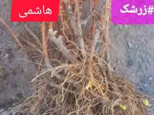 خرید نهال زرشک دو ساله در بیرجند