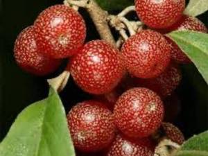 قیمت میوه سیلور بری در اصفهان