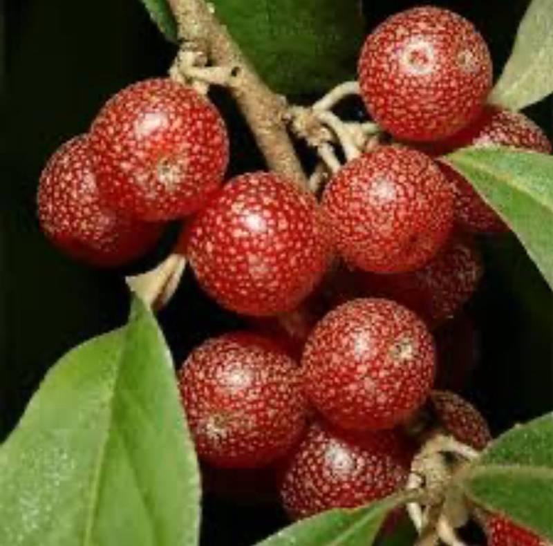 قیمت میوه سیلور بری در اصفهان