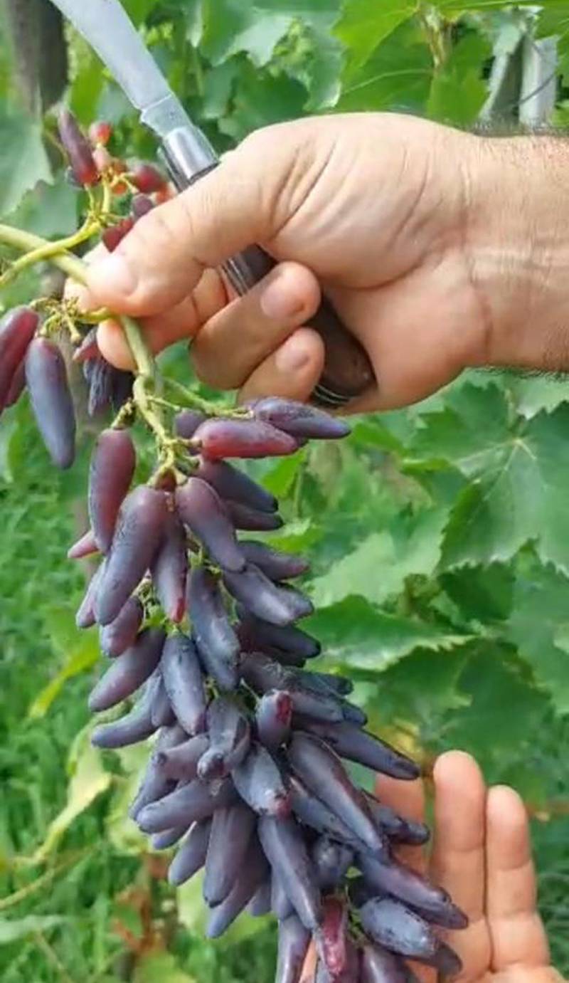 قیمت نهال انگور شمشیری سیاه در شیراز