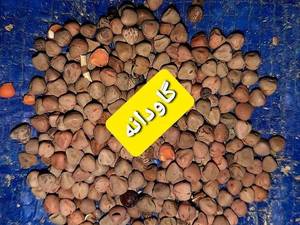 فروش عمده خوراک دام با ارسال رایگان	