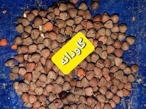 فروش عمده خوراک گاو در رشت