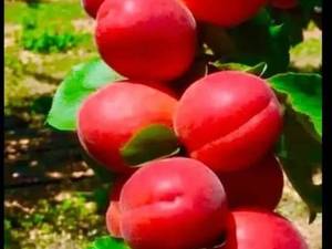فروش عمده نهال زردآلو در ارومیه