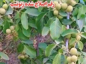 فروش نهال گردو ژنوتیپ در اصفهان