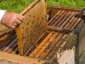 آموزش پرورش زنبورعسل در رشت