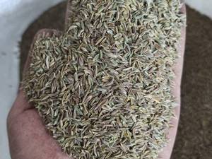 قیمت زیره سبز بوجاری کارخانه در اصفهان