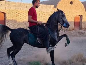 فروش اسب چالاک در سیرجان