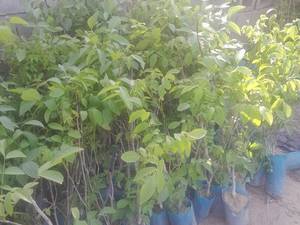 خرید عمده نهال گردو باکیفیت در میاندوآب
