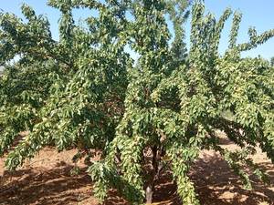 قیمت نهال بادام خوشه ای در ده بید