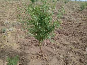 قیمت نهال بادام اصلاح شده در مهر