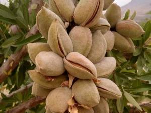 قیمت نهال بادام خوشه ای در خنج
