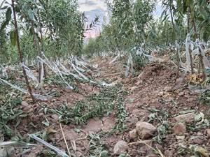 قیمت عمده بادام سنگی در سروستان