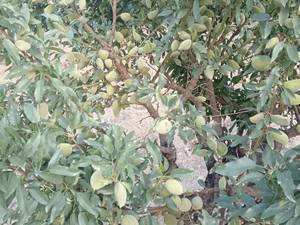 خرید و قیمت نهال بادام خوشه ای در قادرآباد فارس