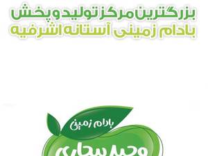 فروش عمده بادام زمینی آستانه اشرفیه