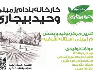 تولیدکننده بادام زمینی آستانه اشرفیه