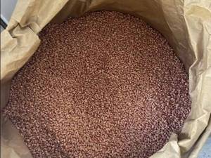 خرید بذر گندم پرمحصول تیگم در خوی