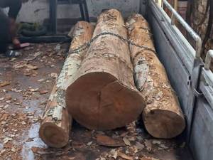 مرکز فروش چوب چنار در قم