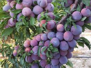 خرید و قیمت نهال آلو شابلون در میاندوآب