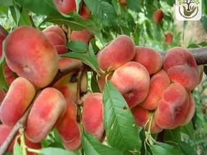 خرید نهال هلو انجیری پربار در میاندوآب