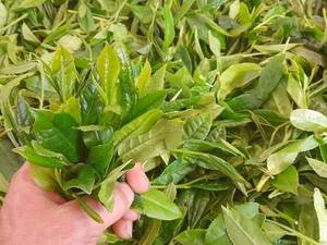 خرید عمده چای وحدت گرکرود در رودسر