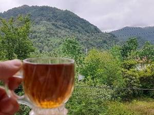 خرید عمده چای وحدت گرکرود در رودسر