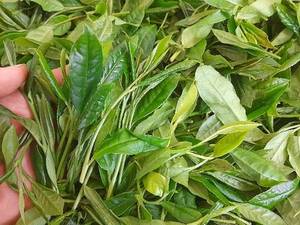 خرید عمده چای ممتاز گرکرود در لاهیجان