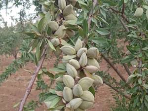 تولید و فروش نهال بادام باکیفیت در نودان
