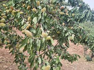 قیمت نهال بادام اصلاح شده در اقلید