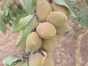 فروش عمده نهال بادام اصلاح شده در شیراز