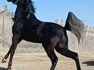خرید و فروش اسب ورزشی در کرمان