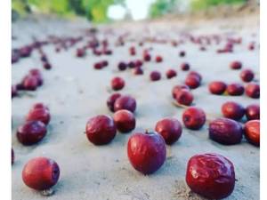 خرید و قیمت عناب تازه گلابی عمده بهبهان
