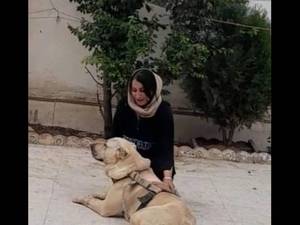 آموزش همه نژادهای سگ در لاهیجان