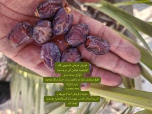 فروش خرمای خاصوی در فارس قیروکارزین