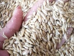 خرید و فروش جو خارجی وارداتی در چالوس