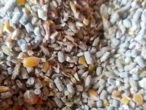 خرید عمده کنسانتره مرغ محلی در ساری