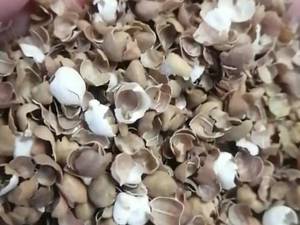 فروش پوسته نخود خوراک دام در آمل