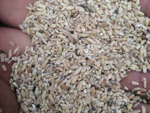 فروش مستقیم گندم شکسته در بابل