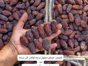 خرید خرمای مجول در قیرو کارزین