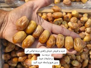 خرما زاهدی درجه یک در قیرو کارزین
