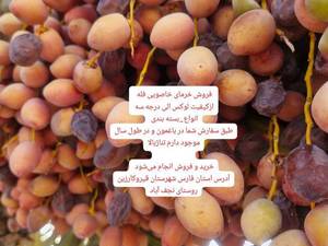 خرما در قیرو کارزین