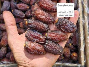 فروش خرمای رضایی در فارس
