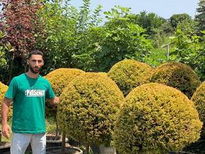 زیباترین درختچه های زینتی در عباس اباد