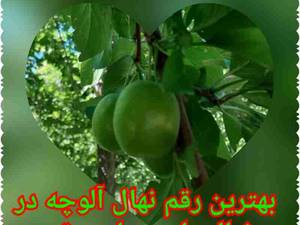 بهترین ارقام نهال در میاندوآب