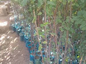 فروش نهال شابلون و گوجه سبز پاکتی