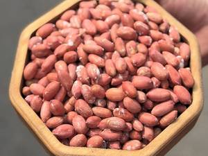 قیمت عمده بادام زمینی کره گیری در لاهیجان