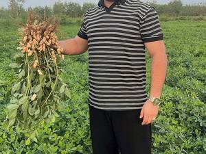 فروش عمده بادام زمینی در آمل