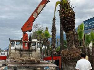 خدمات جابجایی درخت با جرثقیل در نوشهر