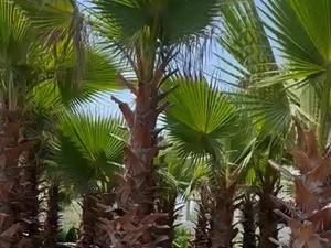 فروش درخت پالم در گیلان