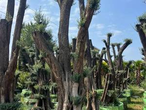 خرید بنسای درخت زیتون کهنسال در رامسر