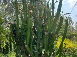 خرید کاکتوس‌ خاص در گیلان